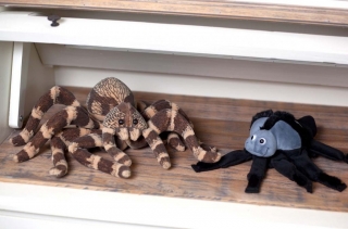 Weitere tierische Helfer Psychotherapie Susanne Kiessling / Psychotherapeutische Praxis für Kinder und Jugendliche in Bochum - Die Räumlichkeiten der Praxis